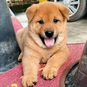 养田园犬的小张头像