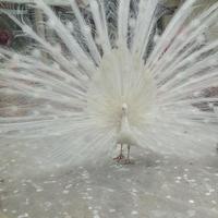 万成二手车行头像