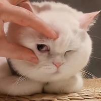 二十四桥明月夜994头像