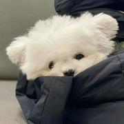 埃迪尔的个人资料头像