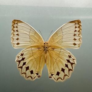 小白看世界头像