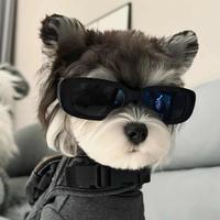 风姿卓越晚风rlL头像