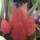 TULIPA头像