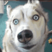 的卢啸的个人资料头像