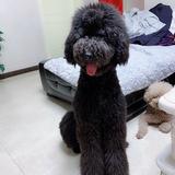 咕咕8815头像