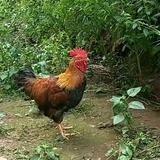自悠如疯头像