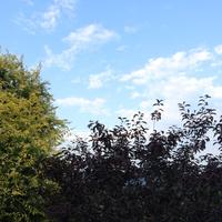 会飞的猴子845头像