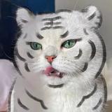 幼稚小董头像