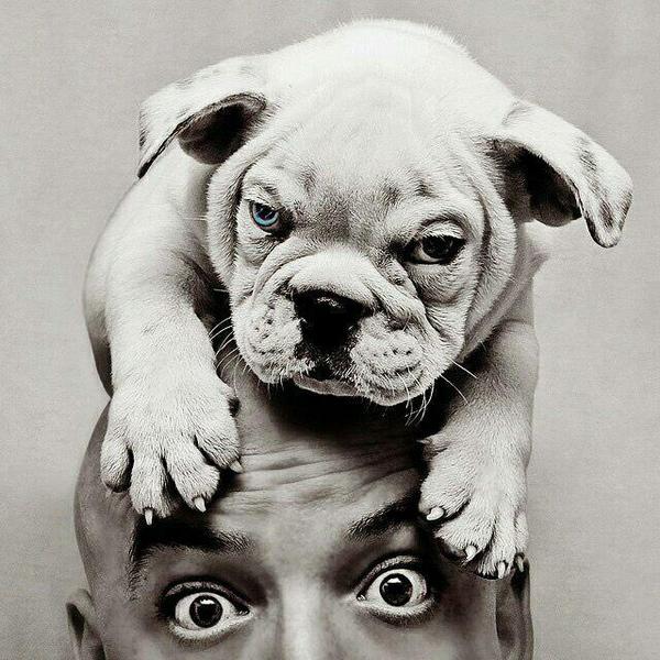 骑驴追太阳JJ头像