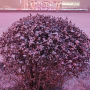 hongshao的个人资料头像