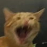 BittenCat的个人资料头像