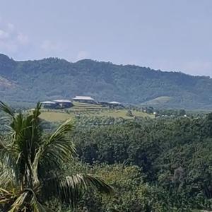 风林火山四不像头像