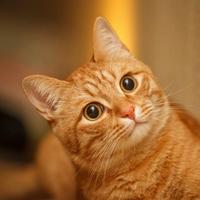 金非锡比943头像