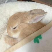乐事只吃青柠的个人资料头像