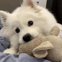 随性自由的鲸鱼rR头像