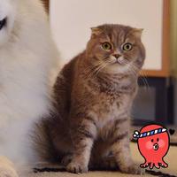 茉莉冰美式585头像