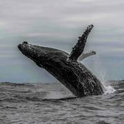 ONEISALL30834的个人资料头像