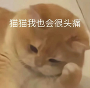 一个大萝贝的个人资料头像