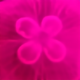 美满幸福像花儿一样头像