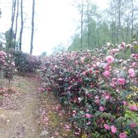 老汤实木家具头像