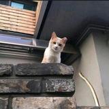 神秘人头像