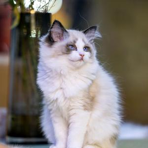 夏日微风0w9B头像