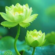 用户68804804241的个人资料头像