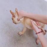 皮蛋剁大炮头像