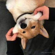 翻斗花园图图的个人资料头像