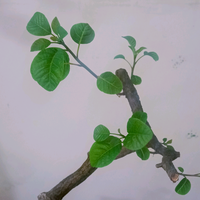 艺翻蜂顺头像