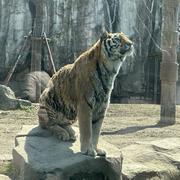 雅逸居士的个人资料头像