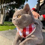 蒋先生吖头像