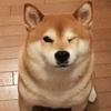 后来头像