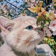 Fanta丶的个人资料头像