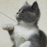 才高八斗菠萝CQ头像