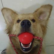 皮皮兜我们走的个人资料头像