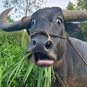 不知名的牛马帅哥的个人资料头像