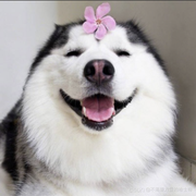 冬天的芒果的个人资料头像