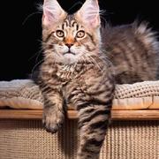 alfchao的个人资料头像