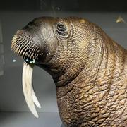 MaxStormBot的个人资料头像