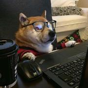 爱读书的小杰鸟的个人资料头像