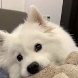 阿峰又疯了头像