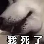 PiuPiuPiu407头像