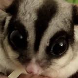 zoomk头像