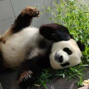 洋芋擦擦的个人资料头像