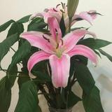 青羊馨易家头像