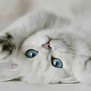 菜菜0408的个人资料头像