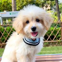 米其霖咖啡头像