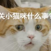 爱吃鱼的猫0_0的个人资料头像