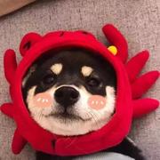 肥肉多的圆脸仔的个人资料头像